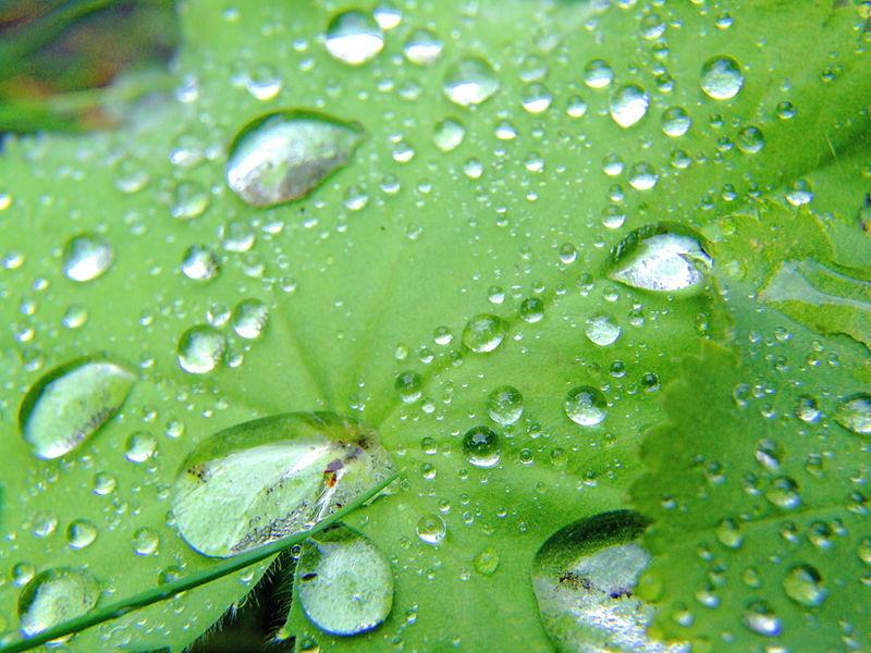 Drops on leaf