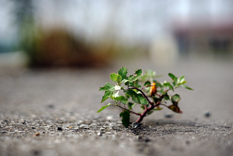 plantje op asfalt